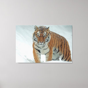 Tiger Canvas Print
