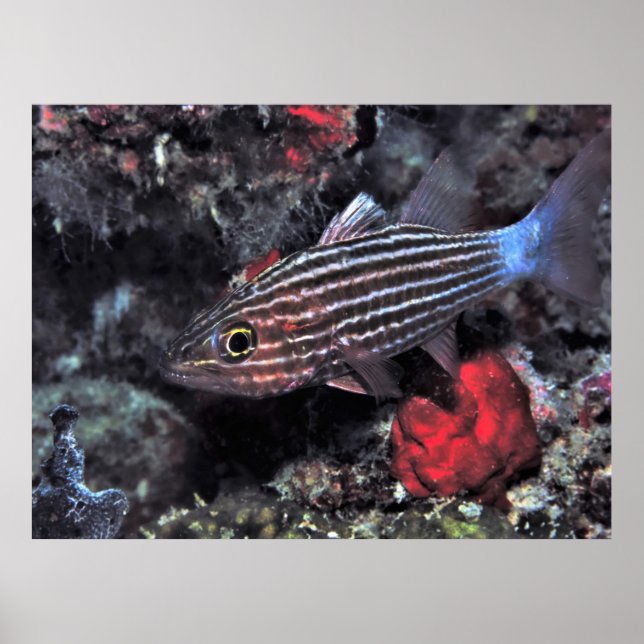 Tiger Cardinalfish Poster (Front)
