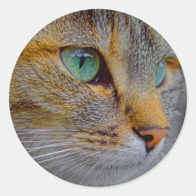 Tiger Cat Portrait Classic Round Sticker (Front)