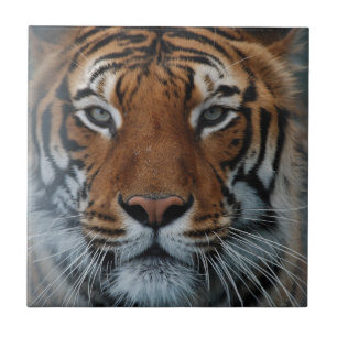 Tiger Cat Stripes Jungle Mist Animal Ceramic Tile