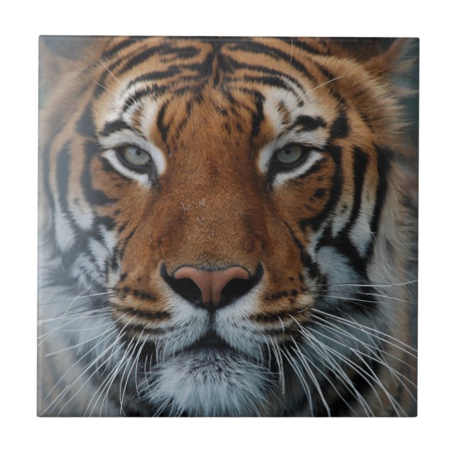 Tiger Cat Stripes Jungle Mist Animal Ceramic Tile (Front)