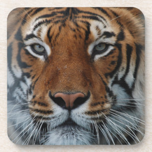 Tiger Cat Stripes Jungle Mist Animal Coaster