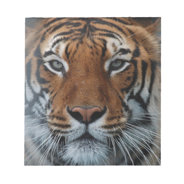 Tiger Cat Stripes Jungle Mist Animal Notepad (Front)