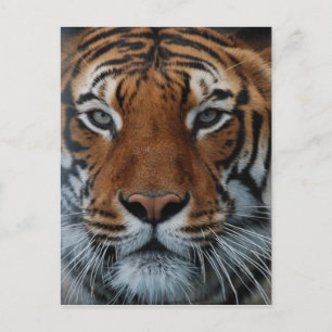 Tiger Cat Stripes Jungle Mist Animal Postcard