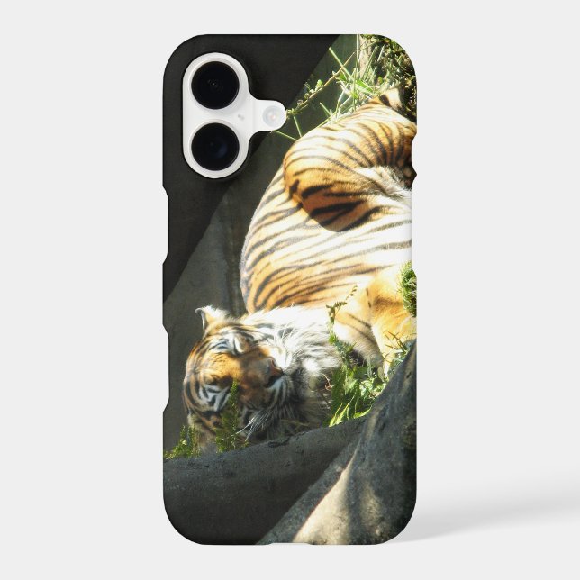 Tiger Catnap (Back)
