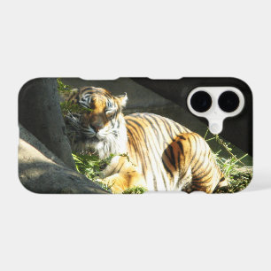 Tiger Catnap