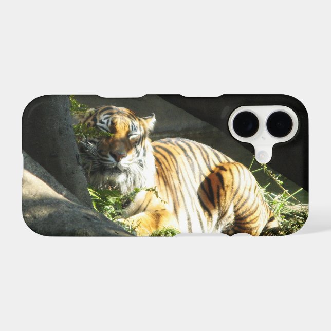 Tiger Catnap (Back (Horizontal))
