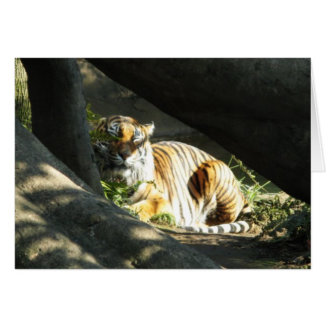 Tiger Catnap (Front Horizontal)