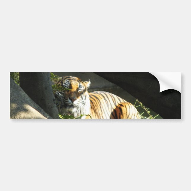 Tiger Catnap Bumper Sticker (Front)