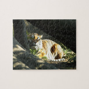 Tiger Catnap Jigsaw Puzzle