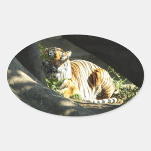 Tiger Catnap Oval Sticker