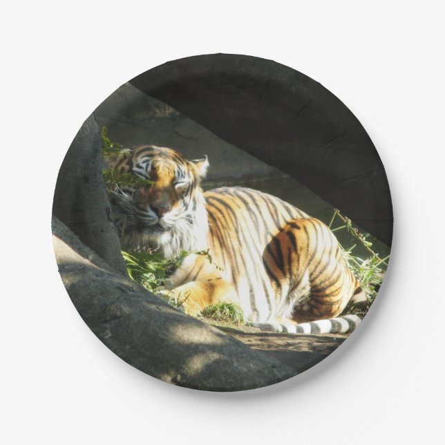 Tiger Catnap Paper Plate (Front)