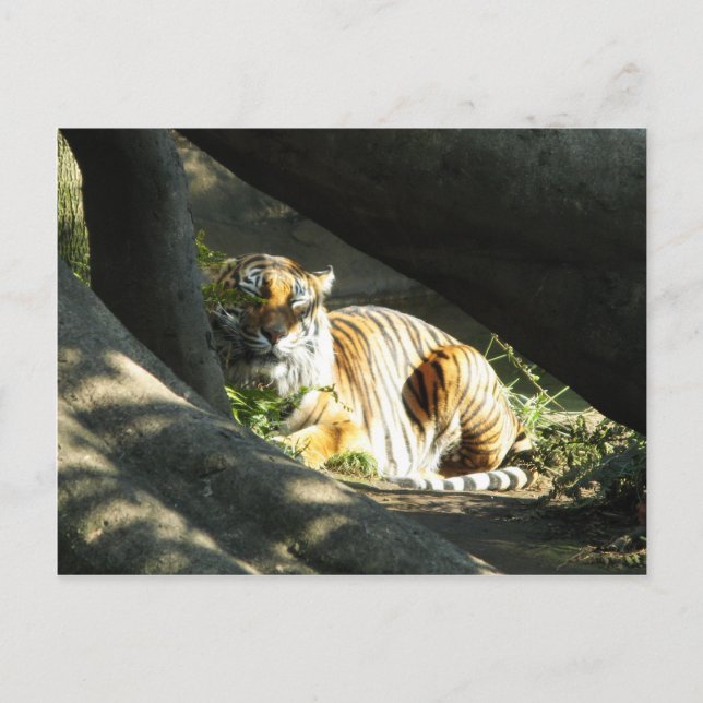 Tiger Catnap Postcard (Front)