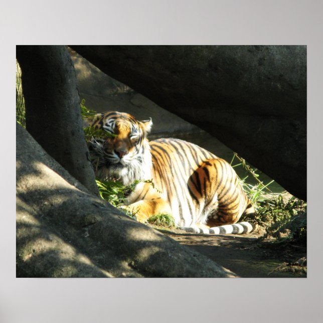 Tiger Catnap Poster (Front)