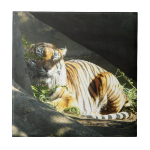 Tiger Catnap Tile