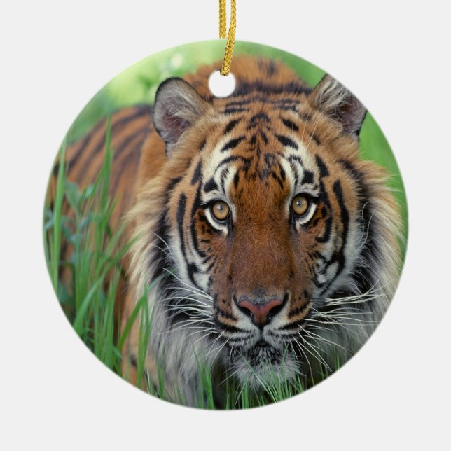 Tiger Ceramic Ornament (Front)