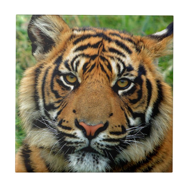 Tiger Ceramic Tile (Front)