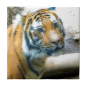Tiger Ceramic Tile