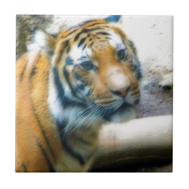 Tiger Ceramic Tile (Front)