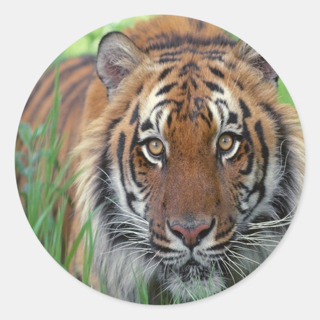 Tiger Classic Round Sticker (Front)