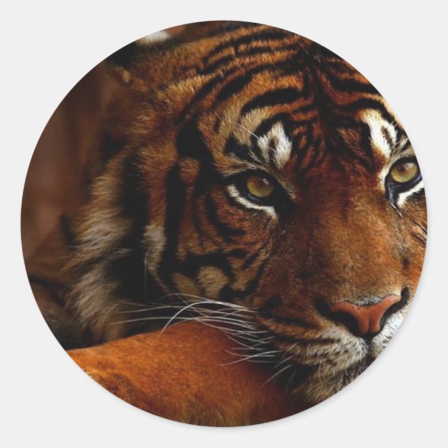 tiger classic round sticker (Front)