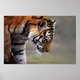 Tiger Climbing Down Poster