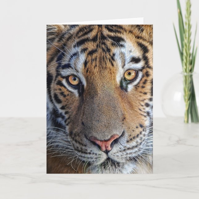 Tiger Close Up Card (Front)
