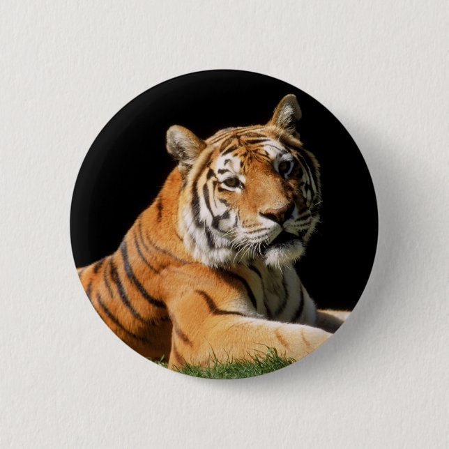 Tiger Closeup 6 Cm Round Badge (Front)