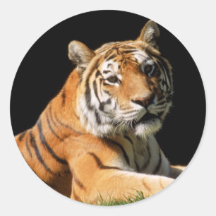 Tiger Closeup Classic Round Sticker
