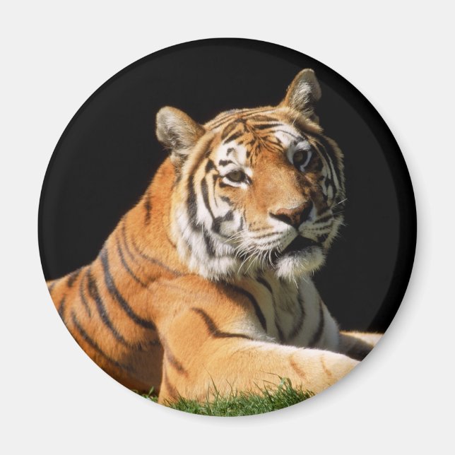 Tiger Closeup Magnet (Front)