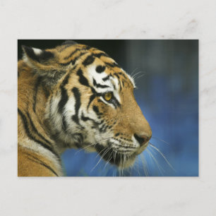 Tiger CloseUp Sideways Photograph Postcard