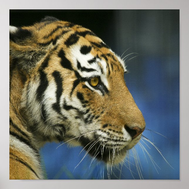 Tiger CloseUp Sideways Photograph Poster (Front)