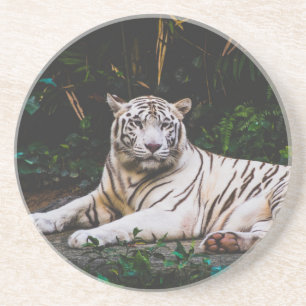 Tiger Coaster