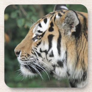 Tiger Coaster