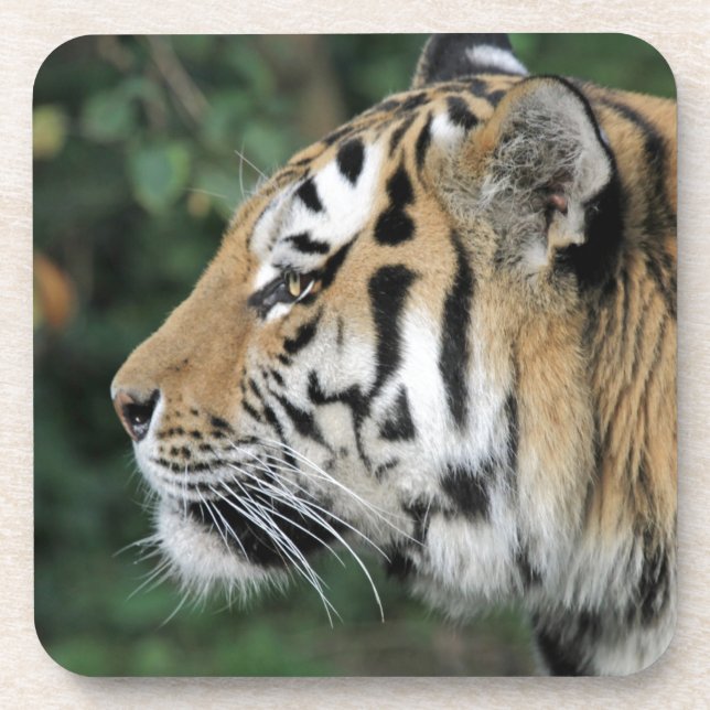Tiger Coaster (Front)