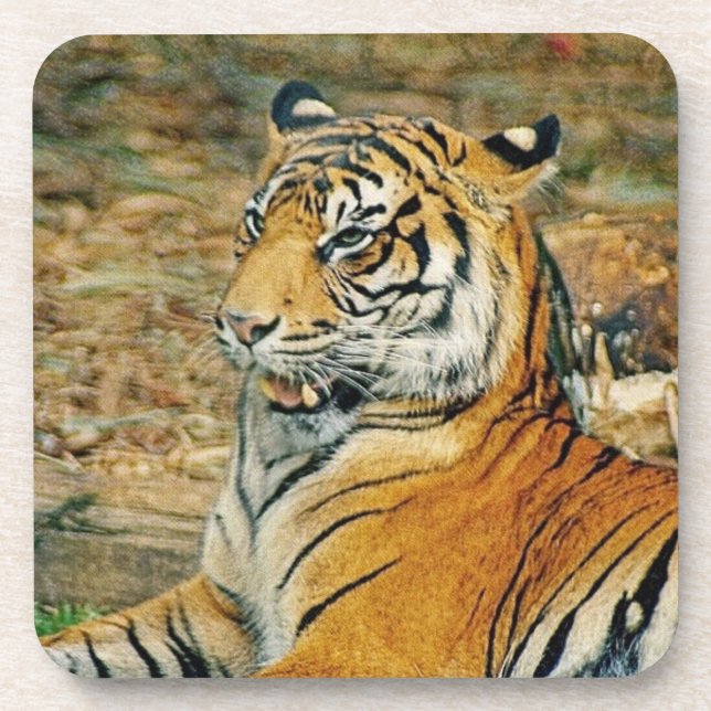 Tiger Coaster (Front)