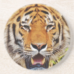 Tiger Coaster