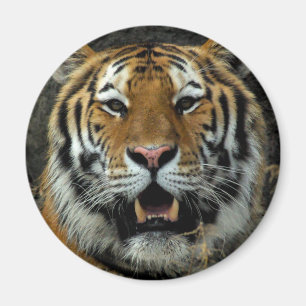Tiger - Come over here and Say that! Magnet