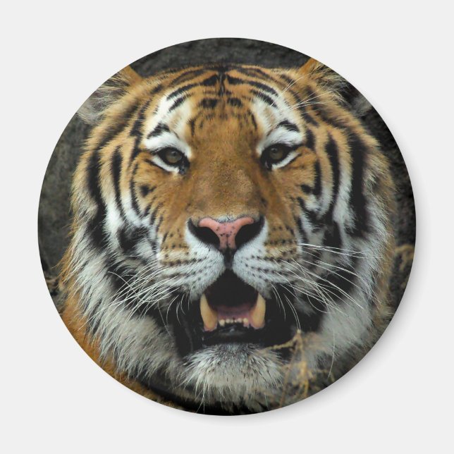 Tiger - Come over here and Say that! Magnet (Front)