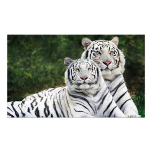 tiger couple photo print