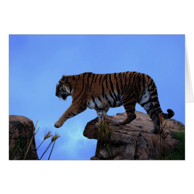 Tiger crossing (Front Horizontal)