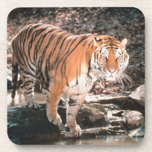 Tiger crossing stream coaster