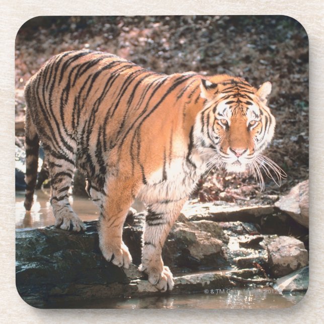 Tiger crossing stream coaster (Front)