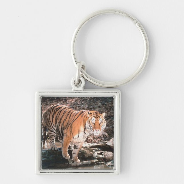Tiger crossing stream key ring (Front)