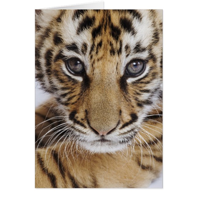 Tiger Cub (Front)