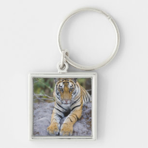Tiger cub, Bandhavgarh National Park, India Key Ring