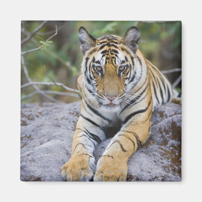 Tiger cub, Bandhavgarh National Park, India Magnet (Front)
