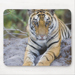 Tiger cub, Bandhavgarh National Park, India Mouse Pad