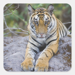 Tiger cub, Bandhavgarh National Park, India Square Sticker