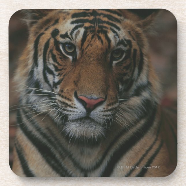 Tiger Cub Coaster (Front)